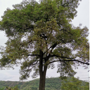 ~V^(q)ЩL(fng)ďǰ£